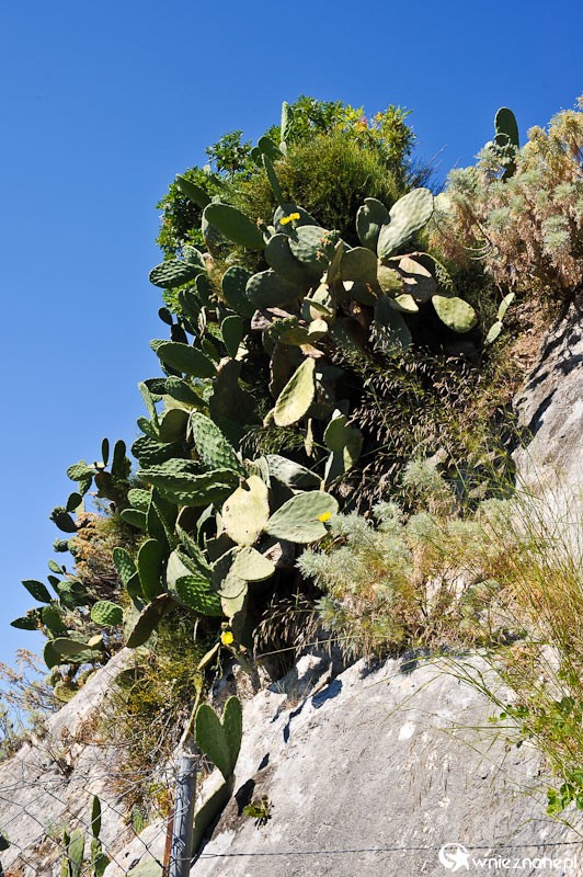 Grecka wyspa Korfu. Kaktusy wczepione w mury. - foto: wnieznane.pl Grecka wyspa Korfu. Kaktusy wczepione w mury. - foto: wnieznane.pl