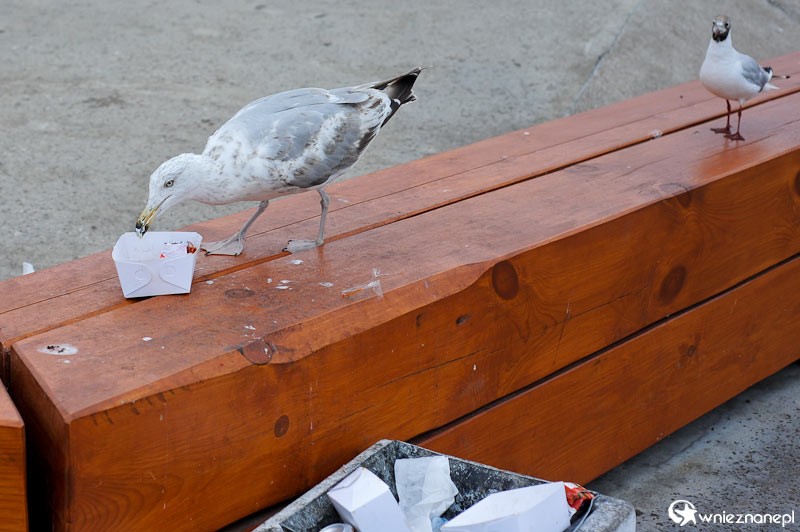 Lipawa. Nadmorskie ptaki wyjadają resztki. - foto: wnieznane.pl Lipawa. Nadmorskie ptaki wyjadają resztki. - foto: wnieznane.pl