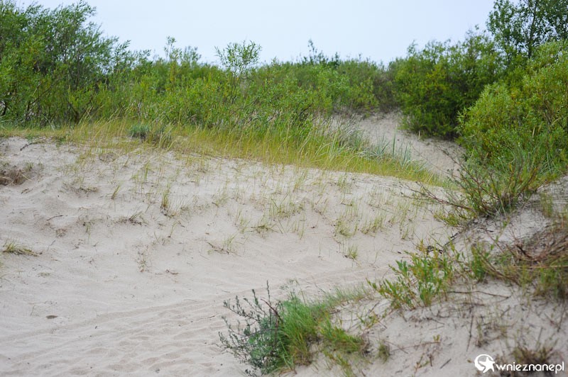 Lipawa. Wydmy przy Morzu Bałtyckim. - foto: wnieznane.pl