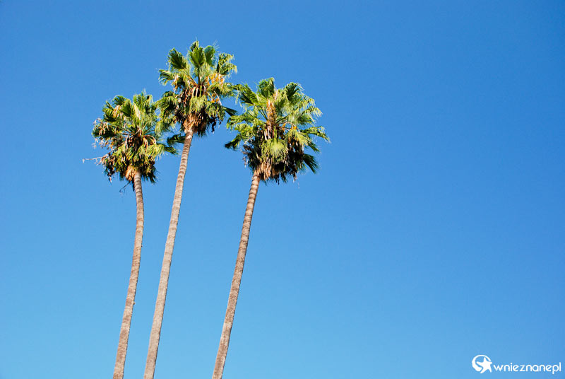 Argentyna. Salta. Okazałe palmy na Plaza de 9 Julio. - foto: wnieznane.pl
