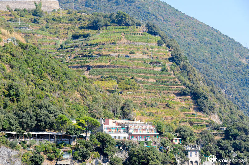Cinque Terre. Tarasy z winnicami.  - foto: wnieznane.pl