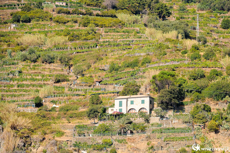 Cinque Terre. Tarasy i kamienne murki.     - foto: wnieznane.pl