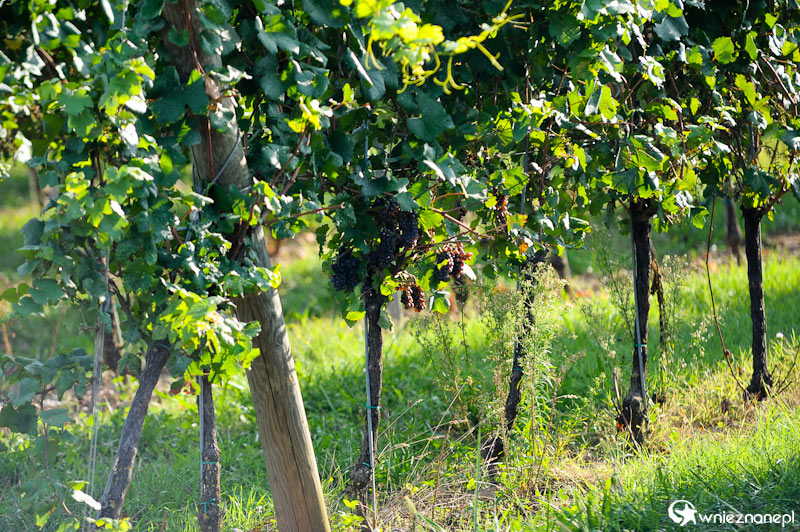 Jedna z wielu winnic w okolicach Jeziora Garda. - foto: wnieznane.pl