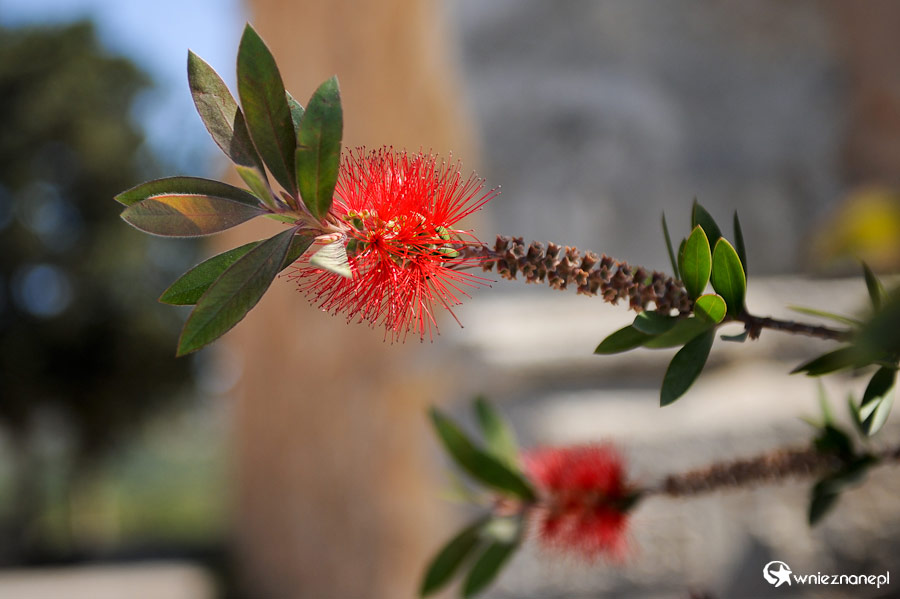 Wyspa Kreta. Piękne krzewy przy Moni Arkadiu. - foto: wnieznane.pl