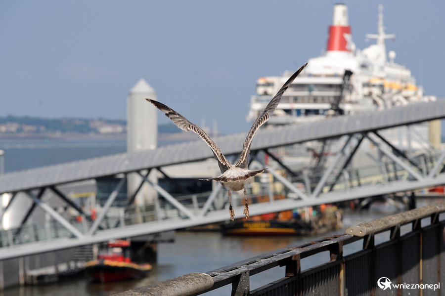 Liverpool. Ptak nad rzeką Mersey. - foto: wnieznane.pl