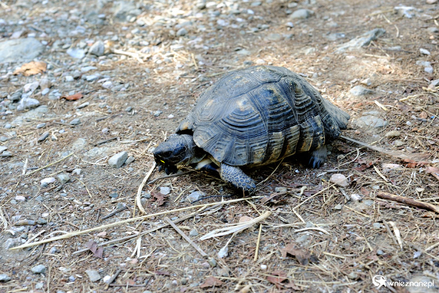 Ateny. Żółw na Wzgórzu Filipapusa. - foto: wnieznane.pl
