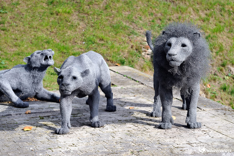 Londyn. Lwy na terenie Tower of London. - foto: wnieznane.pl