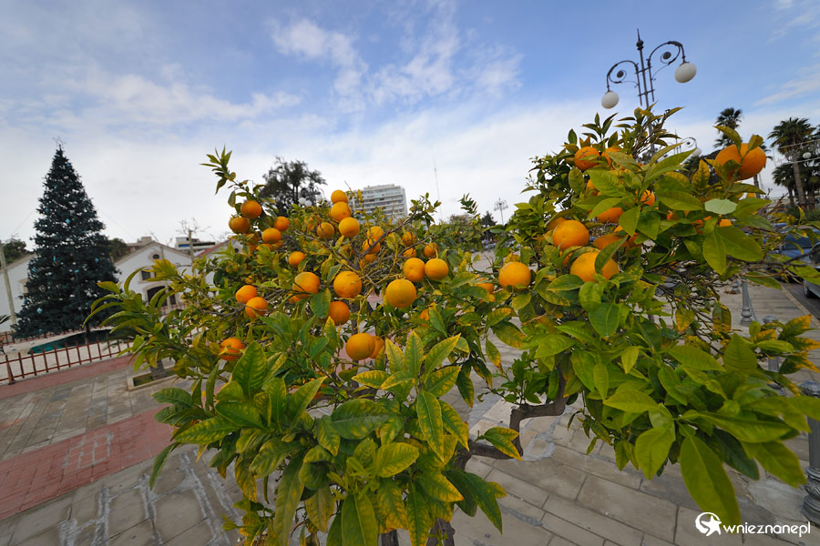 Cypr zimą. Dojrzewające pomarańcze na drzewkach w Larnace. - foto: wnieznane.pl