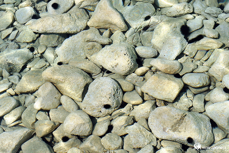 Zakynthos. Przejrzysta woda wokół wyspy sprzyja obserwowaniu życia morskiego. W okolicach Agios Sostis roi się od jeżowców. Są też małe rybki widoczne przy kamieniach. - foto: wnieznane.pl