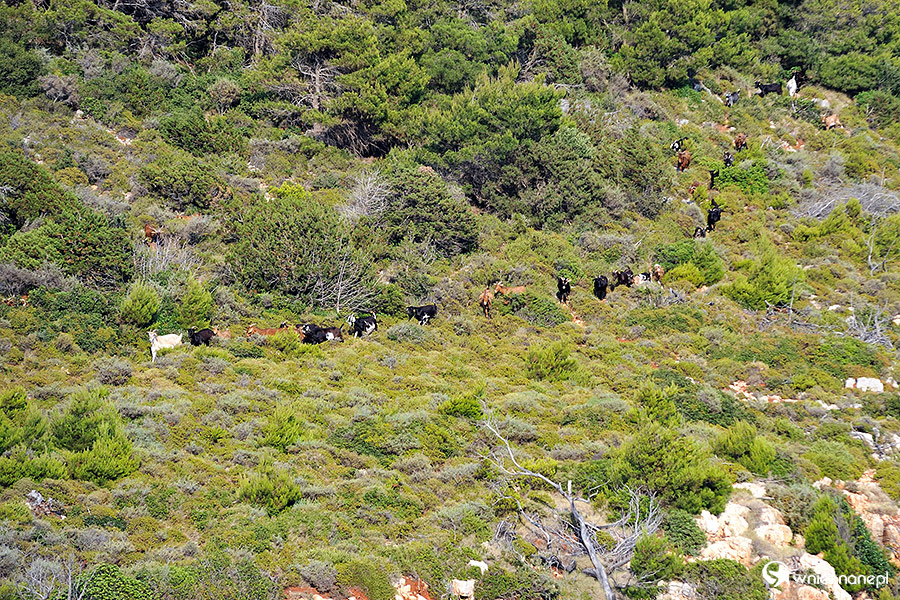 Zakynthos. Kozy spacerują po szczycie klifu w Keri. - foto: wnieznane.pl