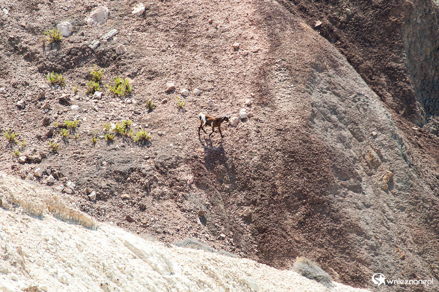 Cypr latem. Kozica na skałach w okolicy Petra tou Romiou. - foto: wnieznane.pl Cypr latem. Kozica na skałach w okolicy Petra tou Romiou. - foto: wnieznane.pl