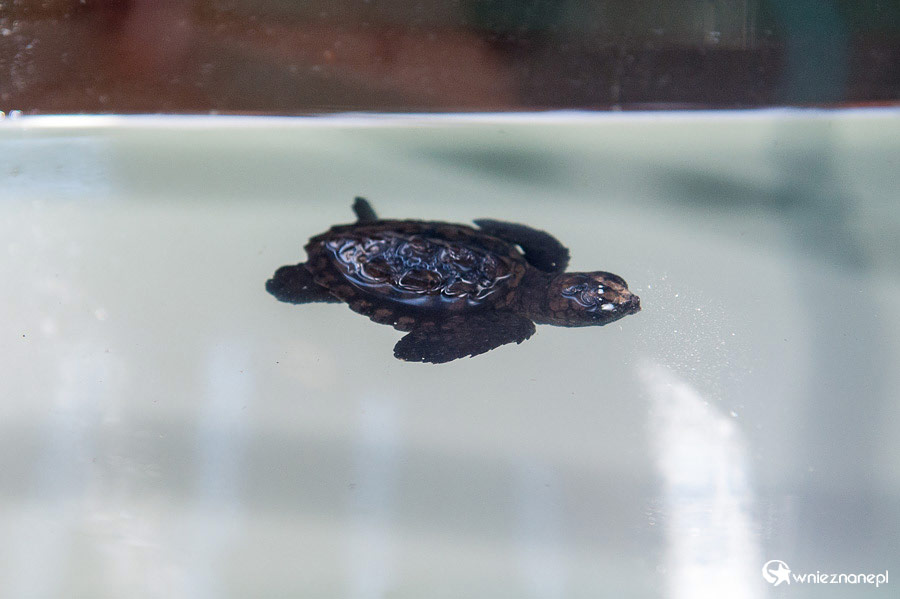 Cypr latem. Mały żółwik w akwarium przy plaży Lara Beach na Półwyspie Akamas.  - foto: wnieznane.pl