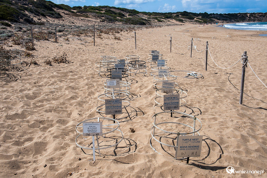Cypr latem. Piaszczysta plaża Lara Beach na Półwyspie Akamas to miejsce, gdzie żółwie składają jaja.  - foto: wnieznane.pl