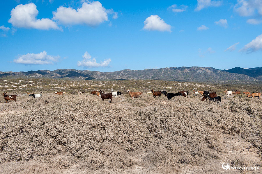 Cypr latem. Kozy wypasane na Półwyspie Akamas.  - foto: wnieznane.pl
