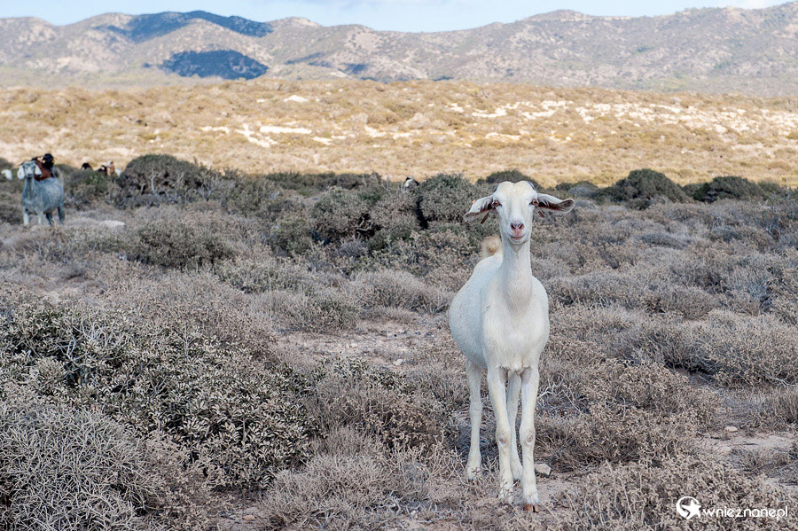 Cypr latem. Kozy wypasane na Półwyspie Akamas.  - foto: wnieznane.pl