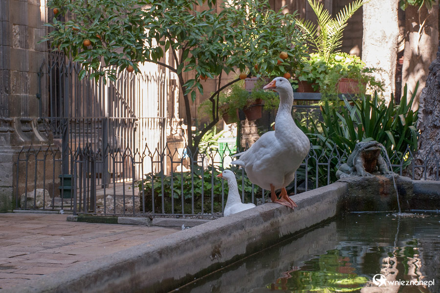 Barcelona. - foto: wnieznane.pl