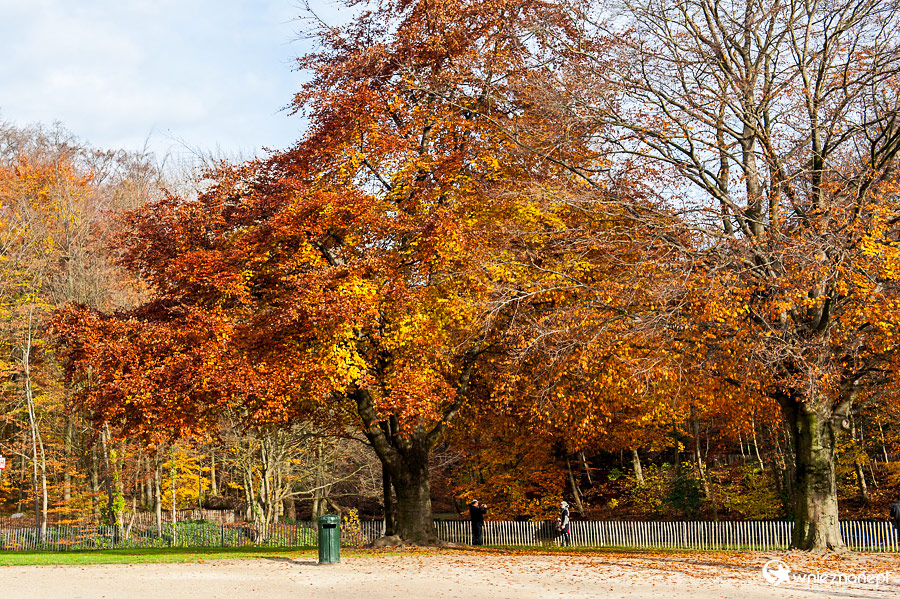 Bruksela. Jesienne drzewa w okolicy Atmium. - foto: wnieznane.pl
