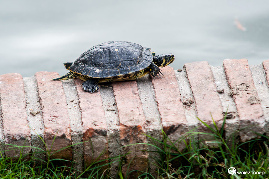 Madryt. W Parku Retiro zobaczyć można żółwie. - foto: wnieznane.pl Madryt. W Parku Retiro zobaczyć można żółwie. - foto: wnieznane.pl