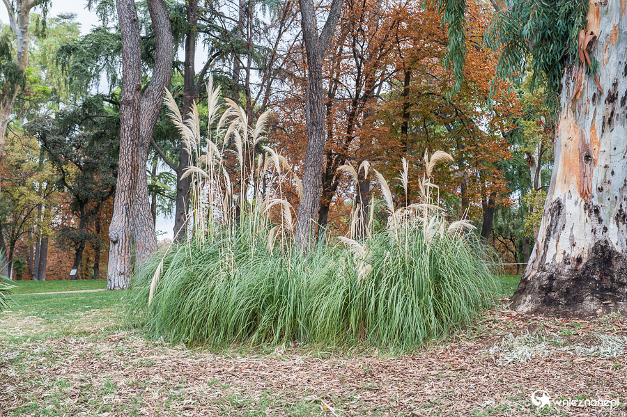 Madryt. Trawa pampasowa w Parku Retiro. - foto: wnieznane.pl