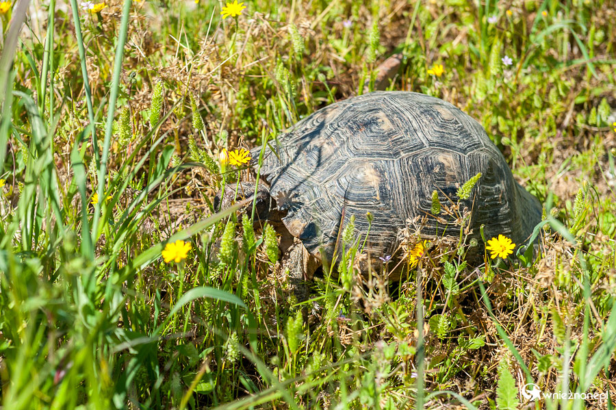Ateny. Na terenie starożytnej Agory. - foto: wnieznane.pl