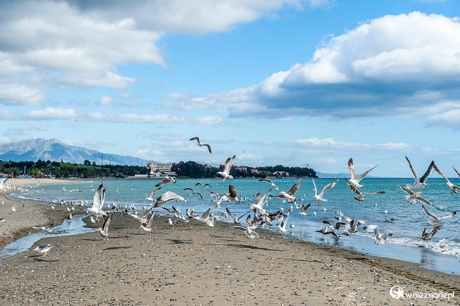 Andaluzja. Zimą na plaży w Esteponie królują mewy. - foto: wnieznane.pl