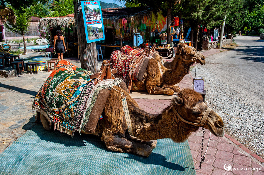 Wielbłądy w miejscowości Kayakoy. - foto: wnieznane.pl