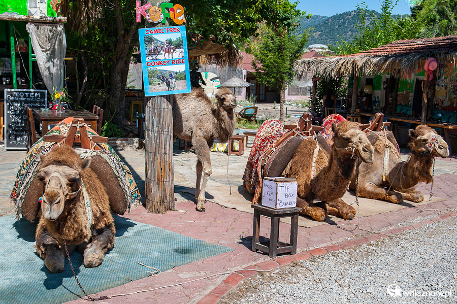 Wielbłądy w miejscowości Kayakoy. - foto: wnieznane.pl