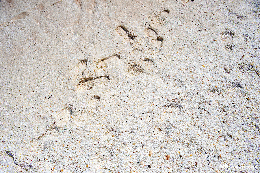 Thassos. Jedna z najpiękniejszych plaż na wyspie - Saliara (Marble Beach) z drobinkami białego marmuru zamiast piasku. - foto: wnieznane.pl