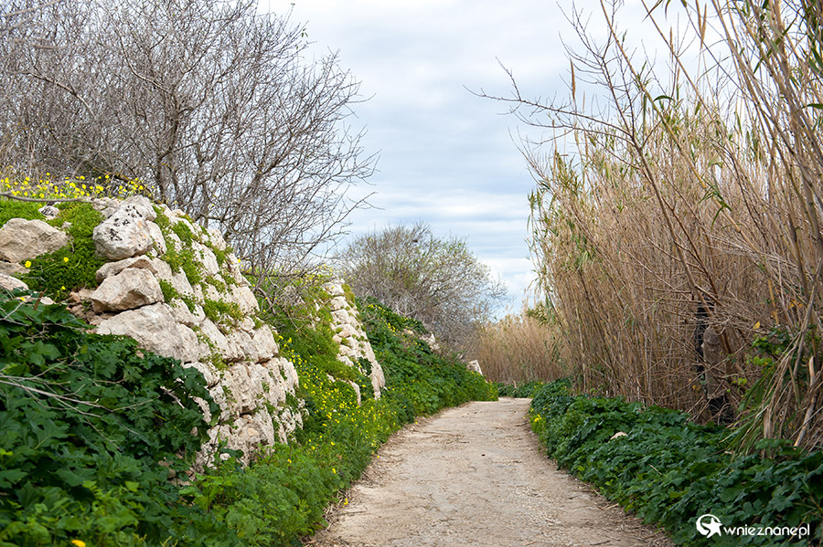 Malta. Dojazd do plaży Selmun niedaleko miejscowości Mellieha. - foto: wnieznane.pl Malta. Dojazd do plaży Selmun niedaleko miejscowości Mellieha. - foto: wnieznane.pl