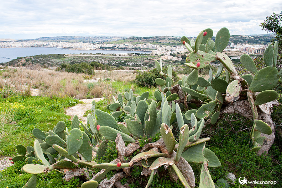 Malta. Przy Pałacu Selmun niedaleko miejscowości Mellieha. - foto: wnieznane.pl
