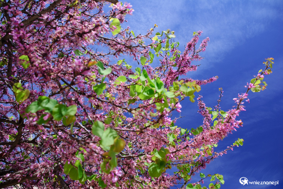 Malta. Birgu. - foto: wnieznane.pl