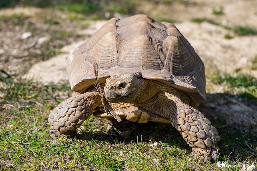 Malta. Żółw w Mediterraneo Marine Park. - foto: wnieznane.pl Malta. Żółw w Mediterraneo Marine Park. - foto: wnieznane.pl