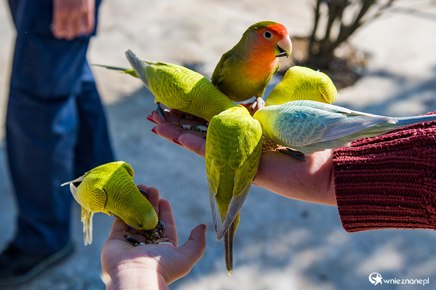 Malta. Karmienie papużek w Mediterraneo Marine Park. - foto: wnieznane.pl