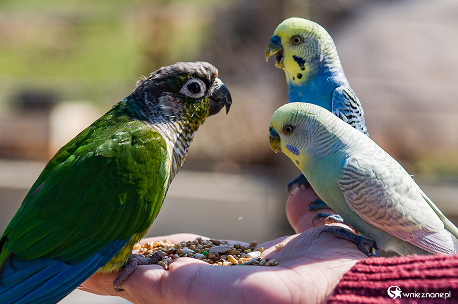 Malta. Karmienie papużek w Mediterraneo Marine Park. - foto: wnieznane.pl