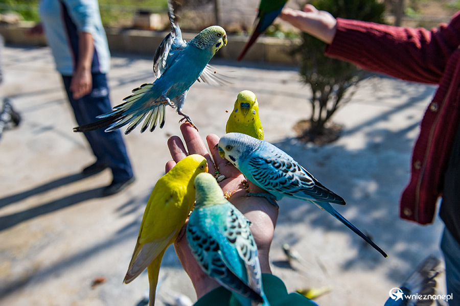 Malta. Karmienie papużek w Mediterraneo Marine Park. - foto: wnieznane.pl