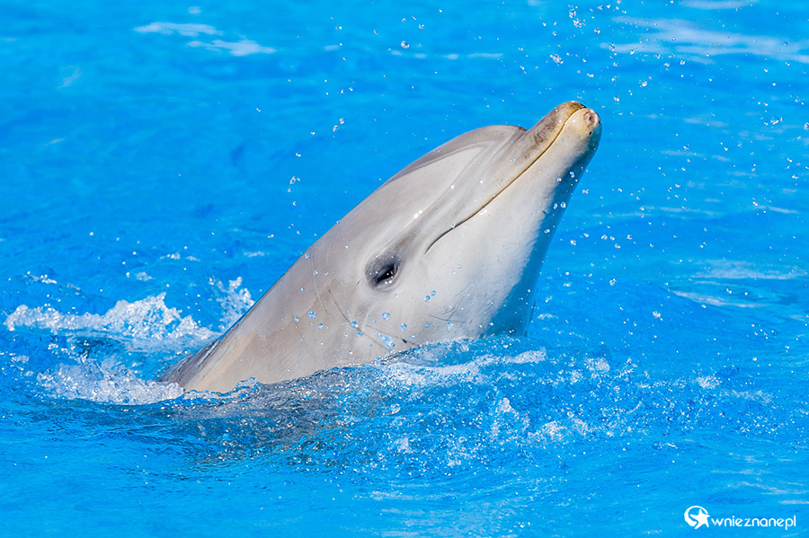 Malta. Pokaz delfinów w Mediterraneo Marine Park. - foto: wnieznane.pl