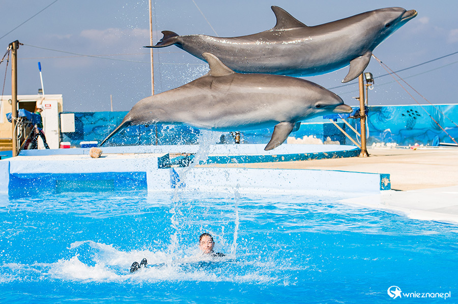 Malta. Pokaz delfinów w Mediterraneo Marine Park. - foto: wnieznane.pl