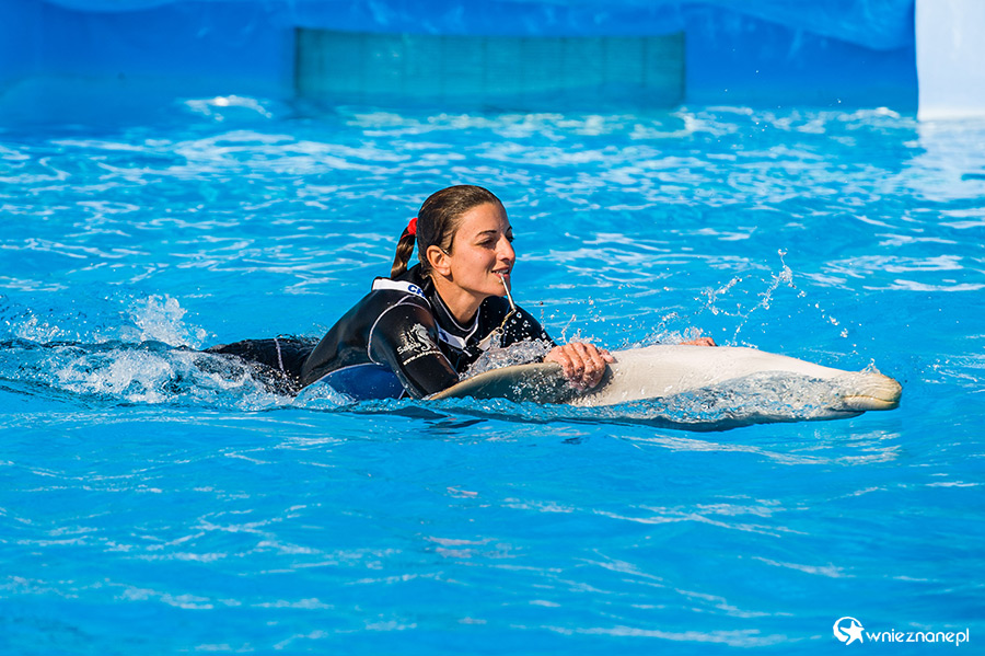 Malta. Pokaz delfinów w Mediterraneo Marine Park. - foto: wnieznane.pl