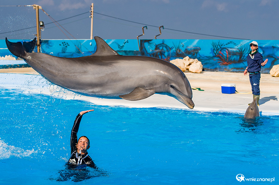 Malta. Pokaz delfinów w Mediterraneo Marine Park. - foto: wnieznane.pl