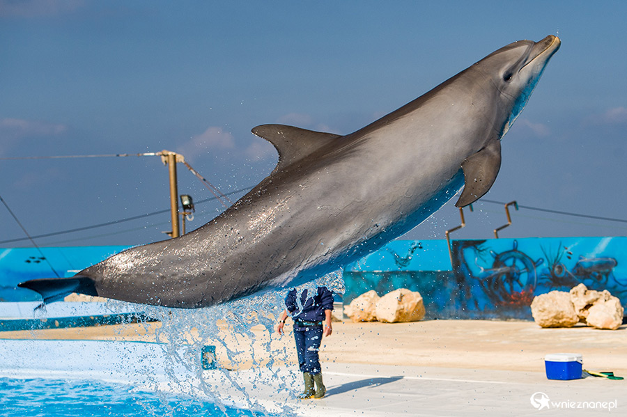 Malta. Pokaz delfinów w Mediterraneo Marine Park. - foto: wnieznane.pl