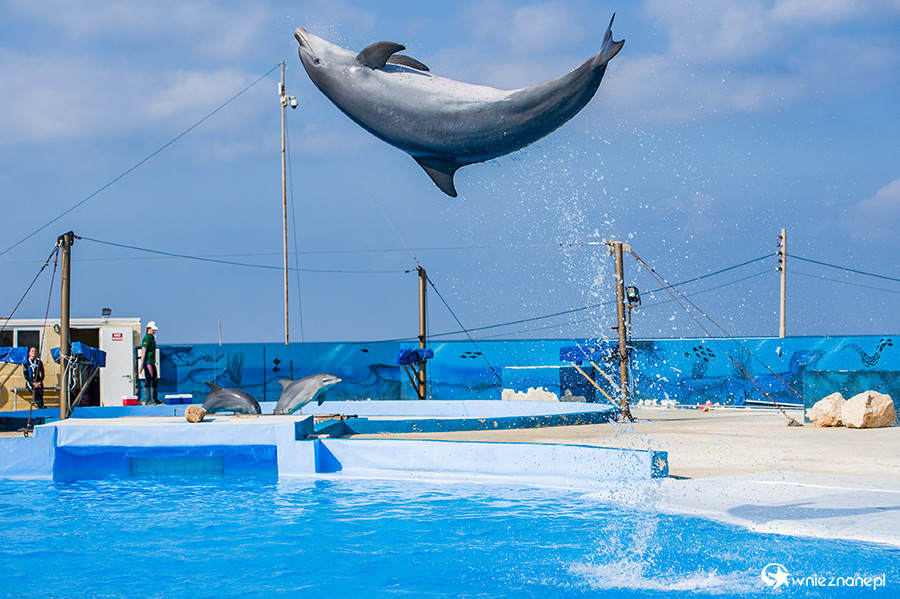 Malta. Pokaz delfinów w Mediterraneo Marine Park. - foto: wnieznane.pl