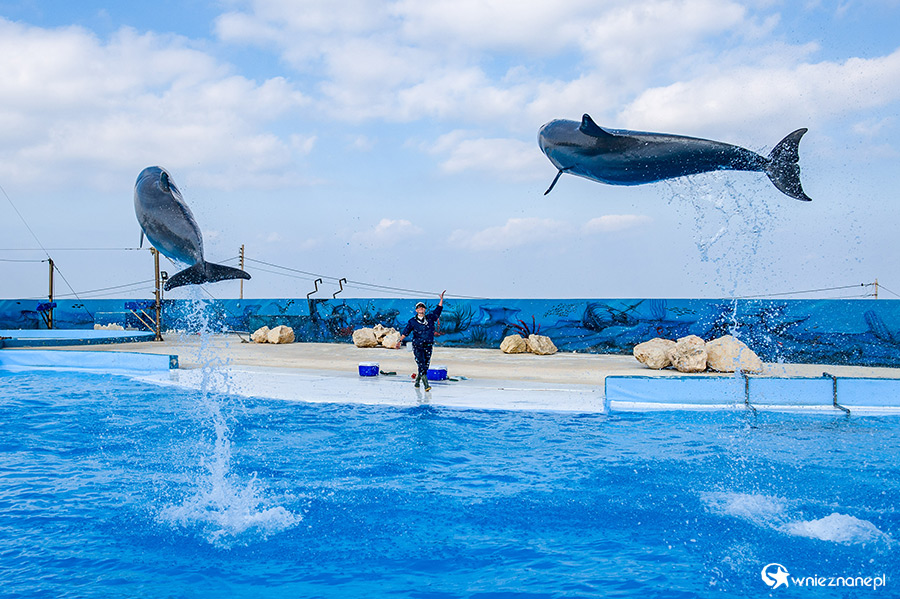 Malta. Pokaz delfinów w Mediterraneo Marine Park. - foto: wnieznane.pl