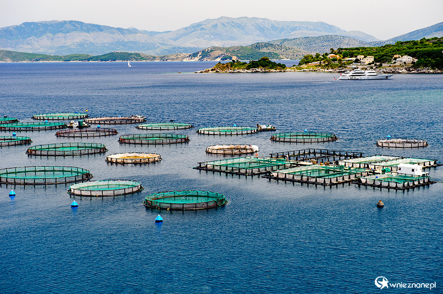 Korfu. Akwakultura niedaleko Kassiopi. - foto: wnieznane.pl