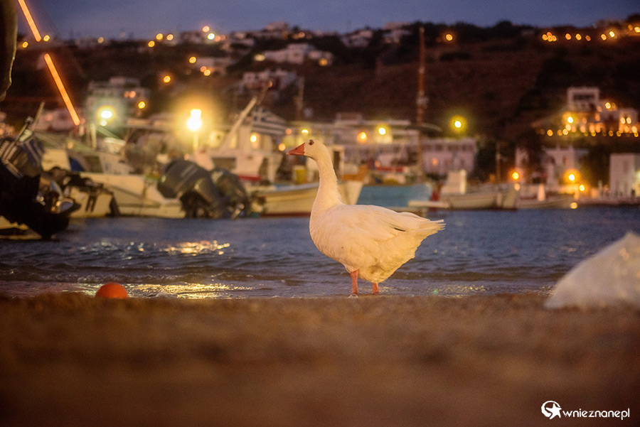 Mykonos. Gęś spacerująca po starym porcie w stolicy wyspy. - foto: wnieznane.pl