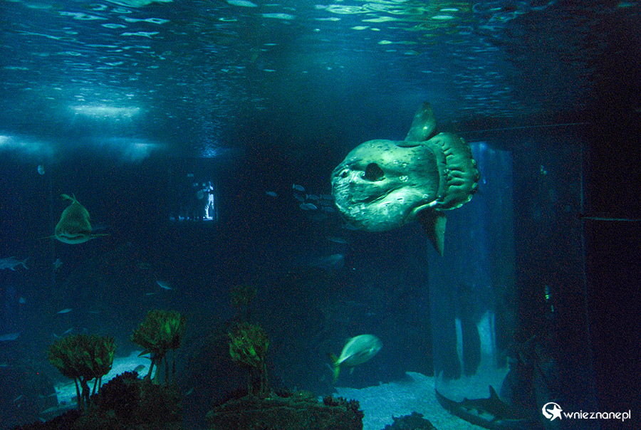 Lizbona. Oceanarium. - foto: wnieznane.pl