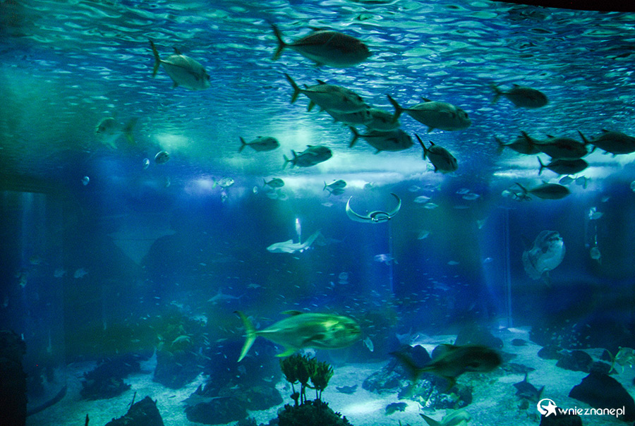 Lizbona. Oceanarium. - foto: wnieznane.pl