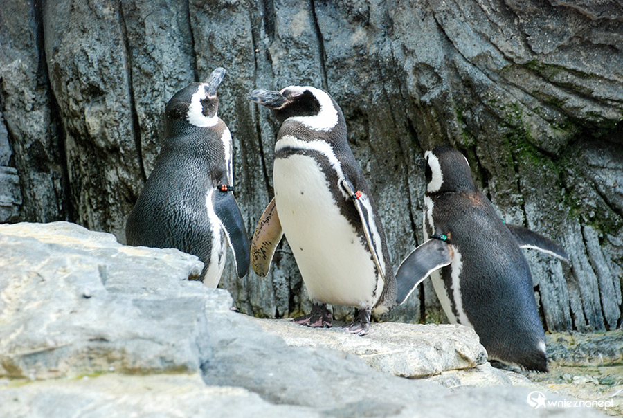 Lizbona. Oceanarium. - foto: wnieznane.pl