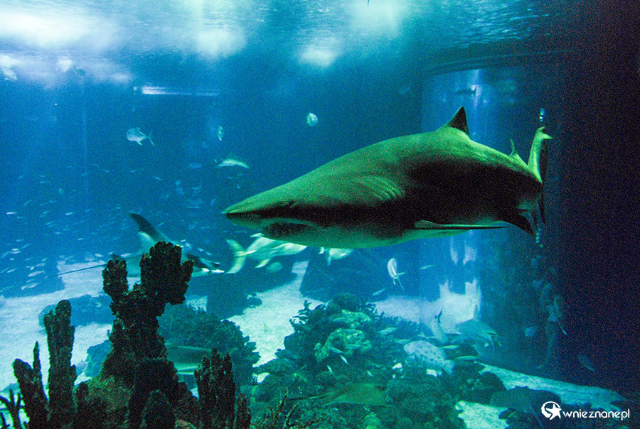 Lizbona. Oceanarium. - foto: wnieznane.pl