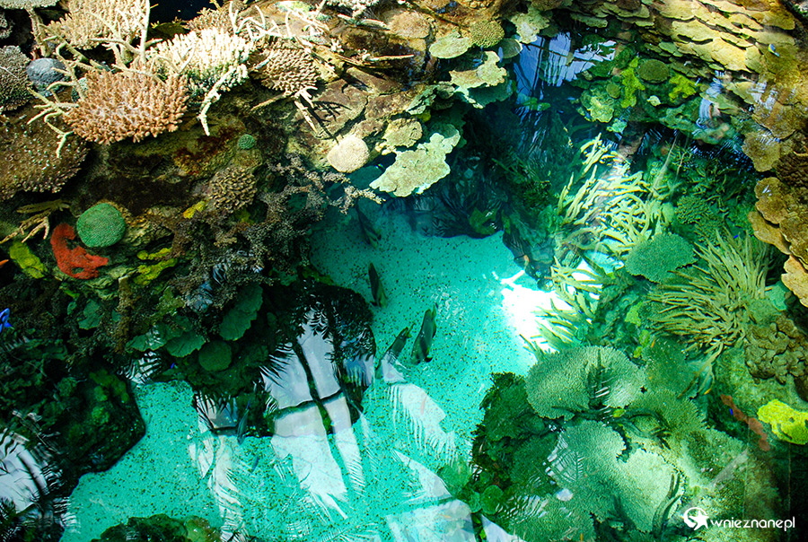 Lizbona. Oceanarium. - foto: wnieznane.pl