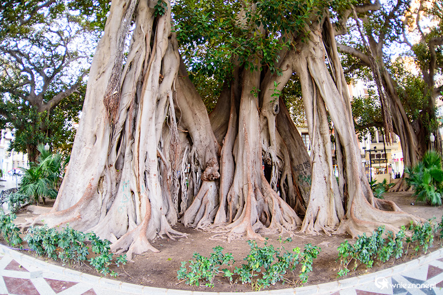 Alicante. - foto: wnieznane.pl